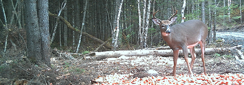 Térritoire de chasse et pêche au. f. r. inc. - photo 1